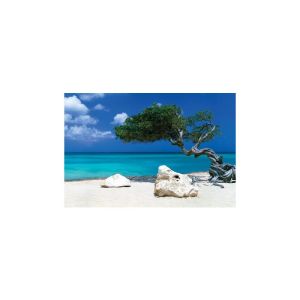 Tom Mackie: Divi Divi Tree Maxi Poster (91.5x61cm)